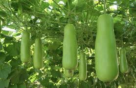 Upo (Bottle Gourd)