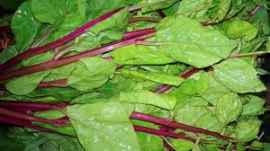 Alugbati (Malabar Spinach)